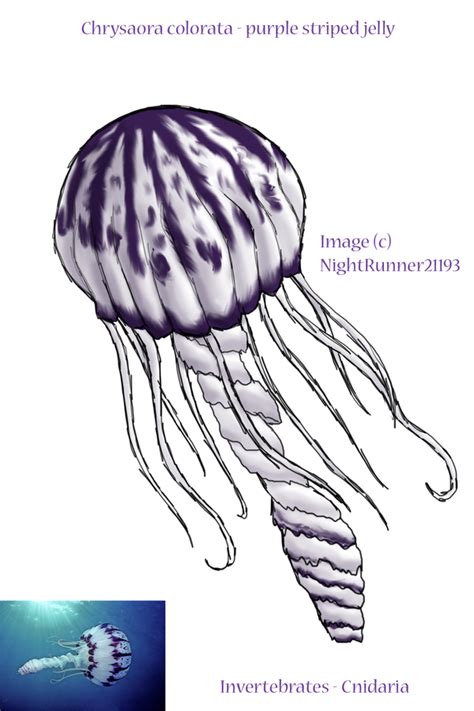 Invertebrates - Cnidaria by Morgan-Michele on DeviantArt