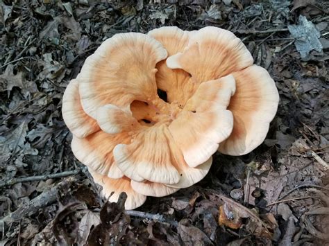 Savory Secrets: Unleashing The Flavor Of Chicken Of The Woods