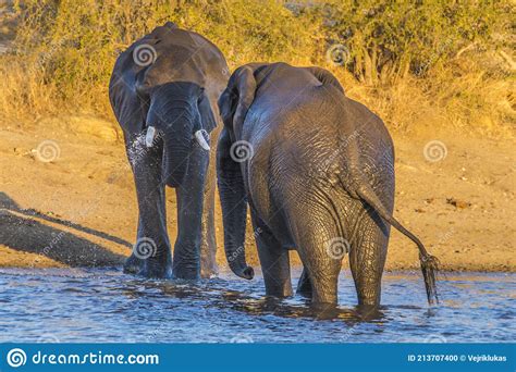 African Elephant Bulls Loxodonta Africana In Water In South Africa S