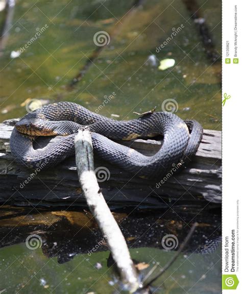 Broad-Banded Water Snake stock image. Image of banded - 121359621