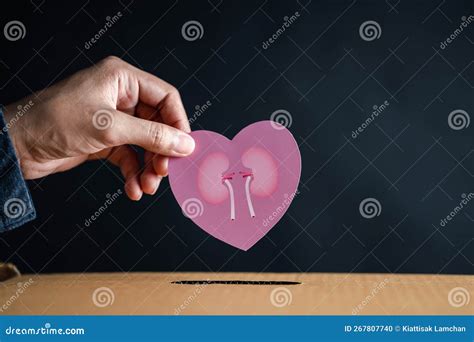 Hands Drop Kidney Paper Cut To Donation Box Chronic Kidney Disease