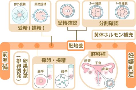 人工授精aihと体外受精ivfの違いとは不妊治療の流れを解説 にしたんartクリニック