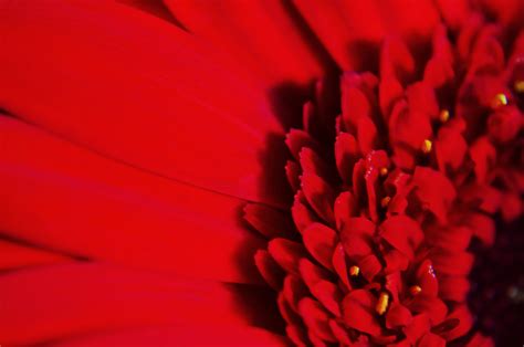 Red Flower Macro Free Stock Photo Public Domain Pictures