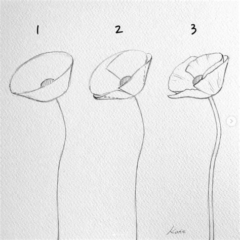 Flower Drawing Easy Tutorials For Beginners To Draw Poppy Drawing