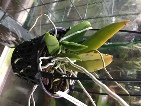 Oncidium, Tolumnia, Odontoglossum » Trichocentrum tigrinum
