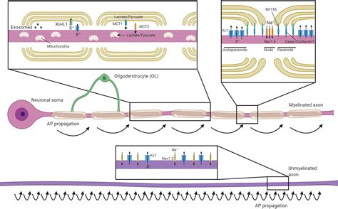 Oligodendrocytes Myelin