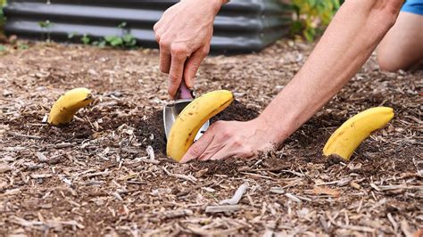 Plant Bananas In Your Garden And Just Watch Lifehack Guru