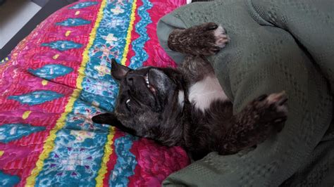 My dog refuses to get up to go on walks. : r/WhatsWrongWithYourDog