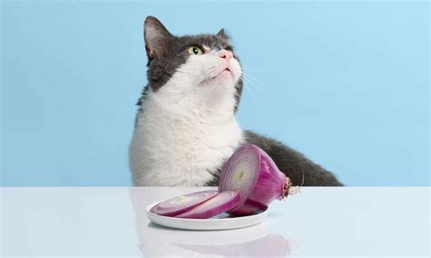 Can Cats Eat Onions