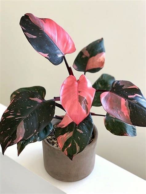 42 Beautiful Pink Houseplants You Should Grow Piante Da Appartamento Piante Arredare Con Le