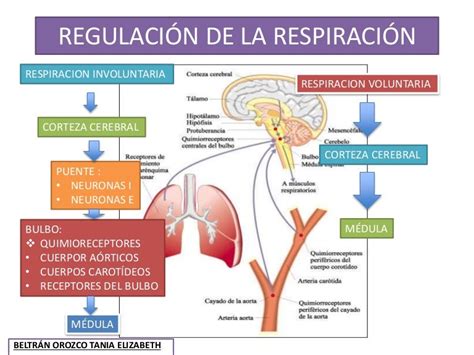 21 Regulacion De La Respiracion