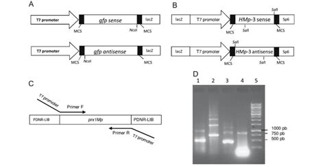 Strategies for dsRNA synthesis. (A) Plasmid template strategy for ... 