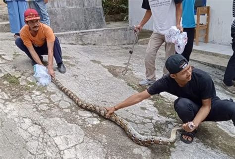 Sanca Batik Sepanjang 3 Meter Gegerkan Warga Bangkonol Pandeglang