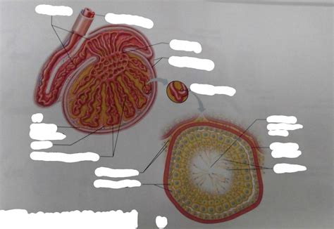 testis Diagram | Quizlet