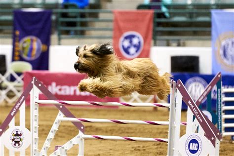 How To Watch The Akc National Agility Championship