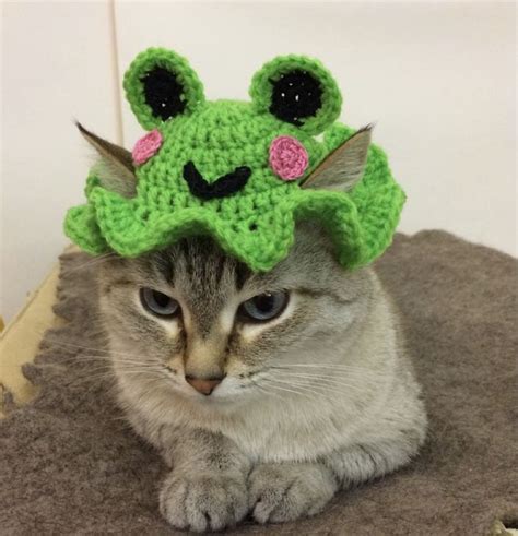 11 cute crochet cat hat patterns – Artofit