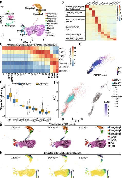 Overview Of Single Cell Transcriptome Profiling On Adult Ddx43 And