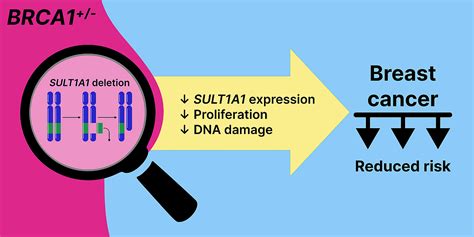 Copy Number Variants As Modifiers Of Breast Cancer Risk For Brca1brca2