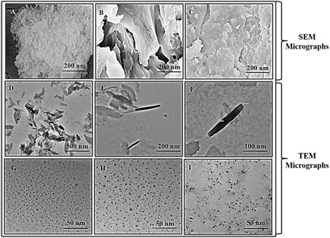 Sem Micrographs Showing Surface Morphology A Gliadin Hpw B