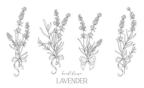 Lavender Line Drawing Black And White Floral Bouquets Flower Coloring