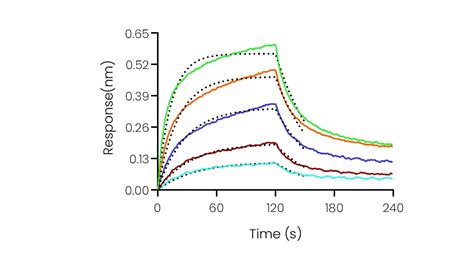 Recombinant Human Pd L B Dc Protein H H Sino Biological