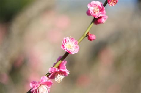 Wallpaper Japan Nature Branch Blossom Pink Tokyo Herb Fujifilm