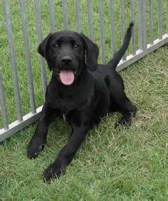 1000+ images about Black lab mixes on Pinterest | Black lab mix, Black ...