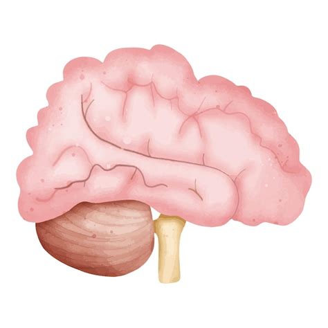 Illustration complète de l anatomie du cerveau avec le cervelet et le