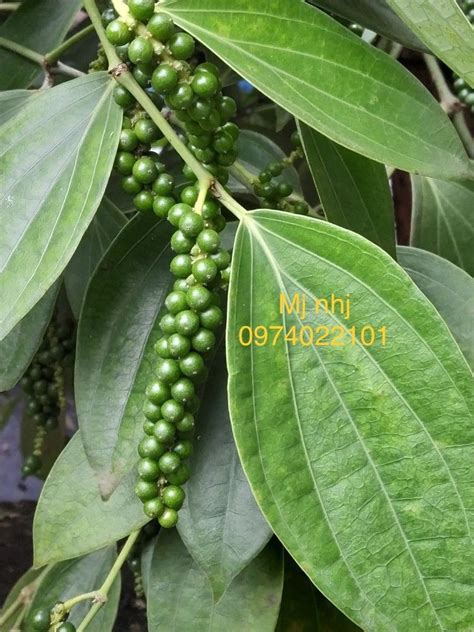 How To Grow Black Pepper Plant At Home Artofit