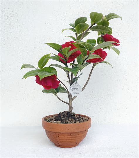 Camelia Rossa Camellia Japonica Bonsai Cecere