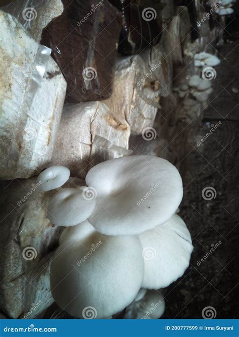 Oyster Mushrooms 1 Substrate Oyster Mushroom Cultivation