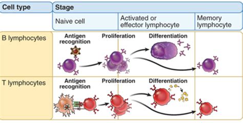 T Cell Mediated Immunity Flashcards Quizlet