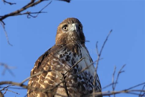 Red-Tailed Hawk, California Stock Photo - Image of tailed, states: 22949364