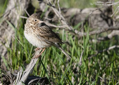 Springtime Vesper Sparrow Images Mia Mcpherson S On The Wing Photography