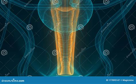 Anatomia Del Sistema Riproduttivo Interno Femminile Illustrazione Di