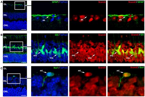 Scara5 Was Expressed In Retinal Glia A Labeled Astrocytes With GFAP