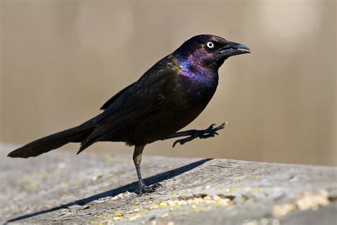 Common Grackle Quiscalus Quiscula Attikamek Trail Sault C Flickr