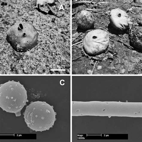 Disciseda Anomala A B Basidiomata C Sem Micrograph Of