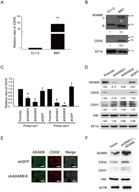 Adam Can Activate The Expression Of Cdh In Aggressive Lung