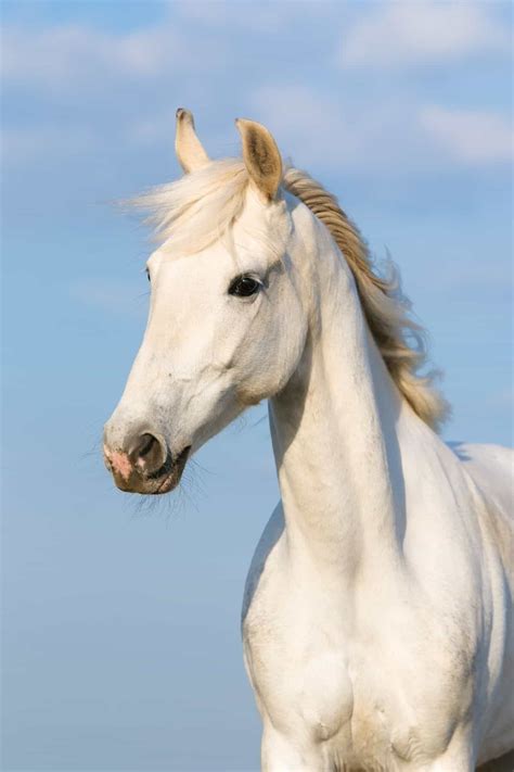 beautiful white horse   world