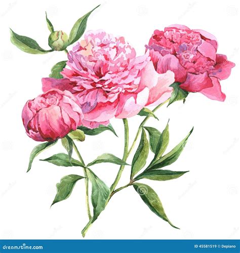 Pink Peonies Botanical Watercolor Illustration Stock Illustration