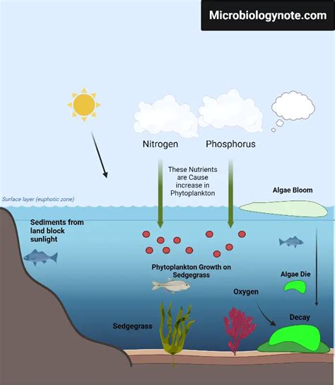 Eutrophication Definition Causes Types And Effects Biology Notes