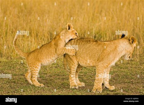 Lion (Panthera leo) Cubs Playing Stock Photo - Alamy