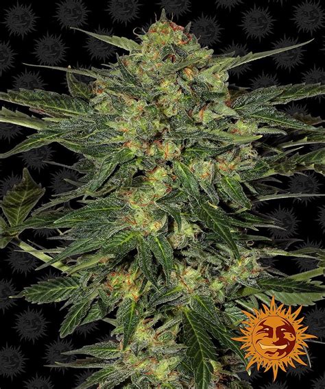 Lsd Barney S Farm Nasiona Marihuany Dobra Cena Grow Seed