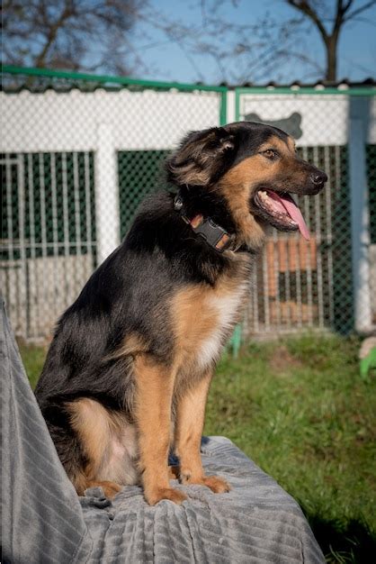 Pobre Perro Callejero En El Refugio Foto Premium