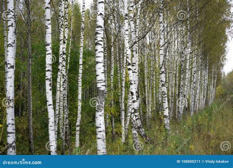 Summer July View Of Birch Grove In Sunlight Stock Image Image Of