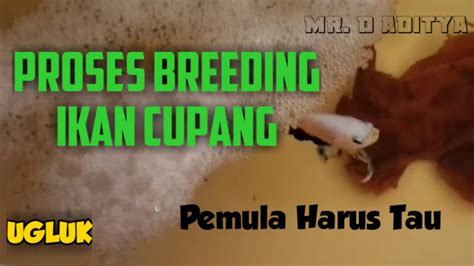 Proses Breeding Ikan Cupang Pas Buat Pemula Mr D Youtube