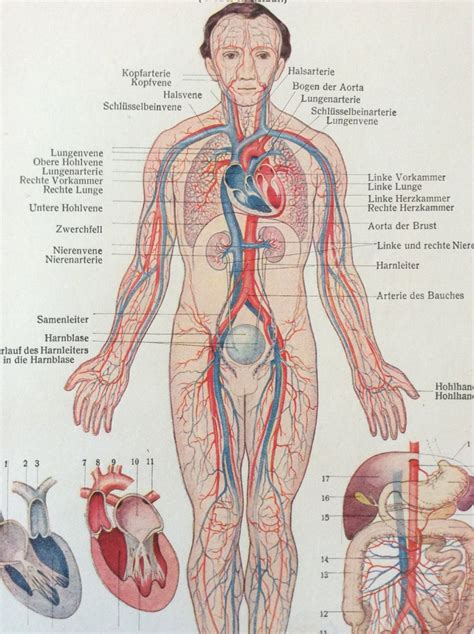 Vintage 1920s German HUMAN Anatomy CIRCULATORY SYSTEM Dissection