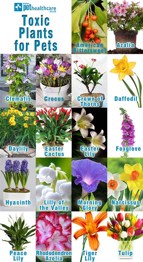 Which Plants Are Poisonous For Dogs