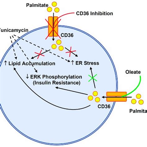 The Effect Of Different Concentrations Of Afuresertib On The OD Value